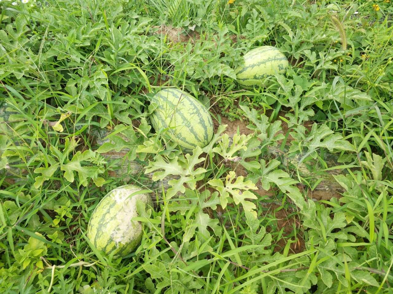 致富西瓜种植视频_致富经种植西瓜_西瓜种植铺就致富路
