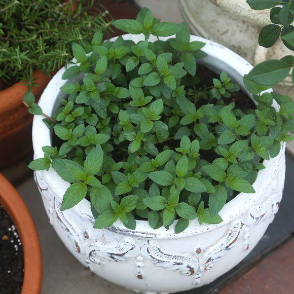 平原致富种植项目有哪些_平原地区种植什么能快速致富_种植致富项目平原