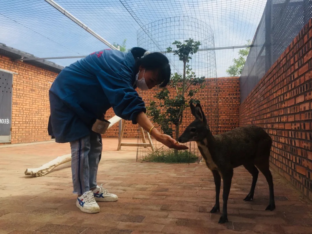 林麝养殖致富_致富养殖林麝图片_致富养殖林麝怎么养