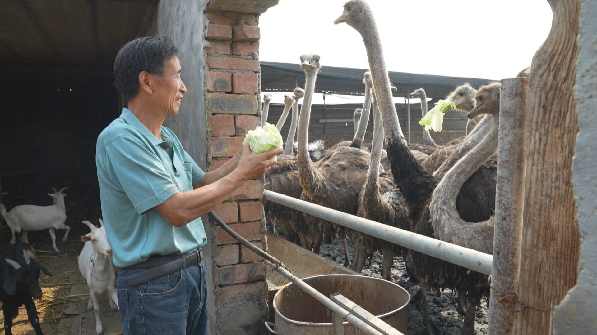 致富经鸵鸟养殖场的视频_中央七套致富经养驼鸟_驼鸟养殖基地