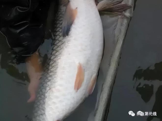 育虫养鱼技术_四大家鱼的养殖技术_养殖鱼技术流成