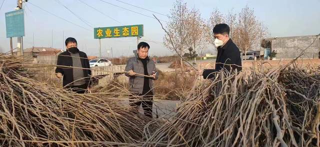 种植桑叶致富创业_致富种植桑叶创业项目_桑叶种植
