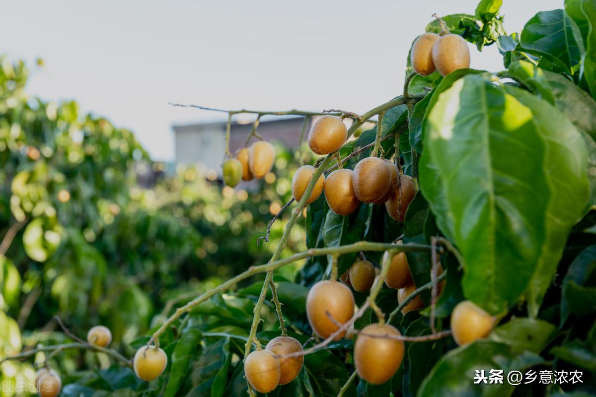 黄皮果怎么种植技术_怎样种植黄皮果树_种植果黄皮技术要点