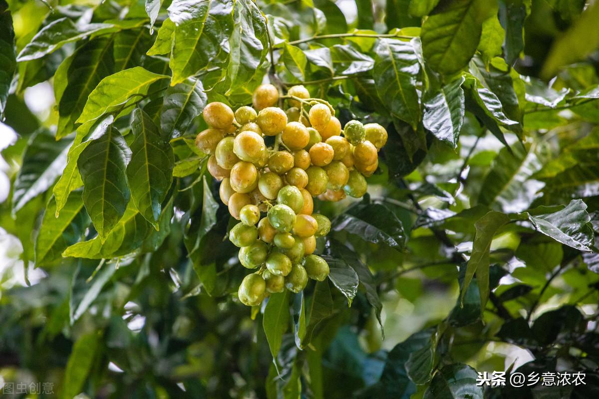 黄皮果怎么种植技术_怎样种植黄皮果树_种植果黄皮技术要点