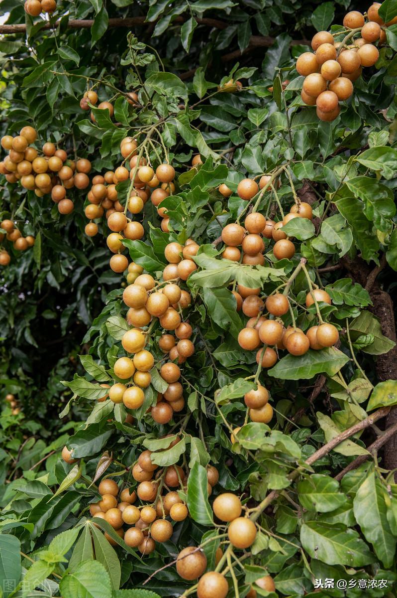 种植果黄皮技术要点_黄皮果怎么种植技术_怎样种植黄皮果树