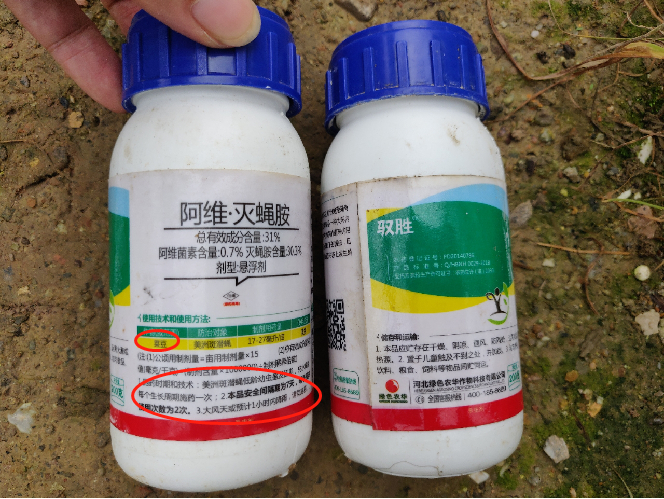 蒲瓜种植技术与田间管理_种蒲瓜种植技术_蒲瓜种植技术与管理法
