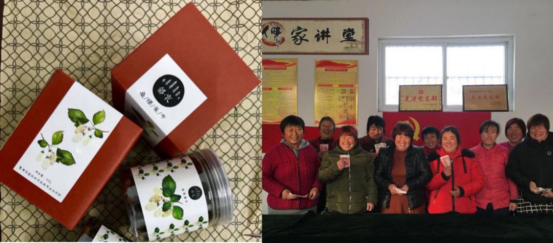 种植桑叶致富创业_种桑叶菜赚钱吗_致富种植桑叶创业项目