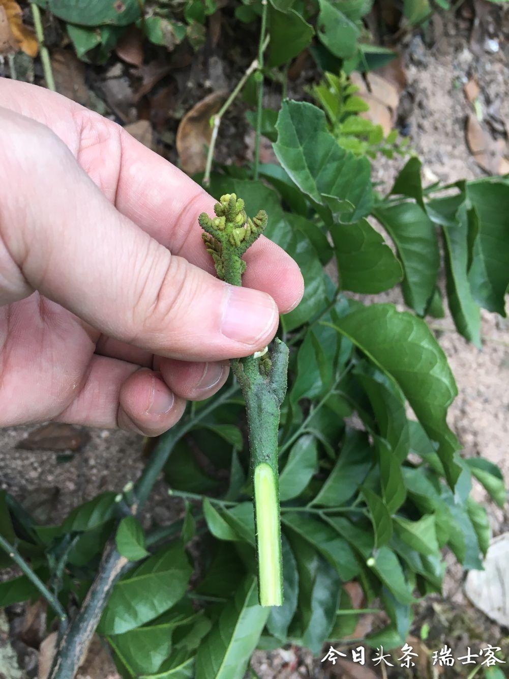 黄皮果怎么种植技术_怎样种植黄皮果树_黄皮果树种植技术视频