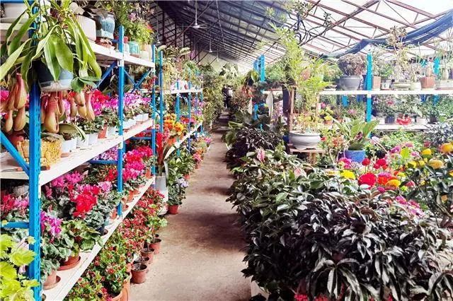 那吉村：大棚花卉开出乡村振兴幸福美景