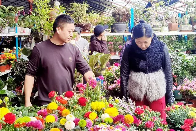 花卉市场采访_采访种植花卉致富_花卉致富采访种植方案