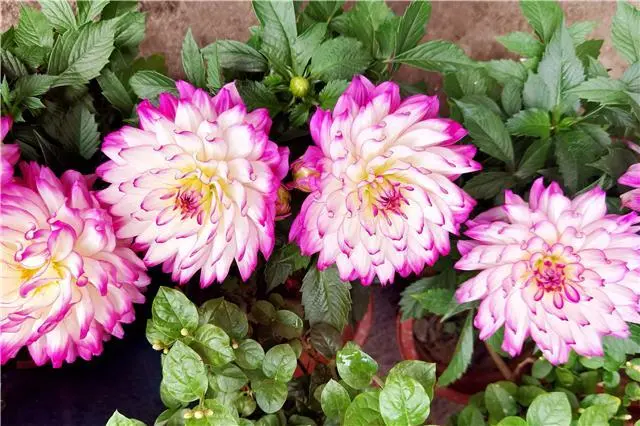 花卉致富采访种植方案_采访种植花卉致富_花卉市场采访