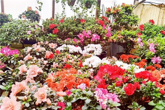 花卉市场采访_花卉致富采访种植方案_采访种植花卉致富