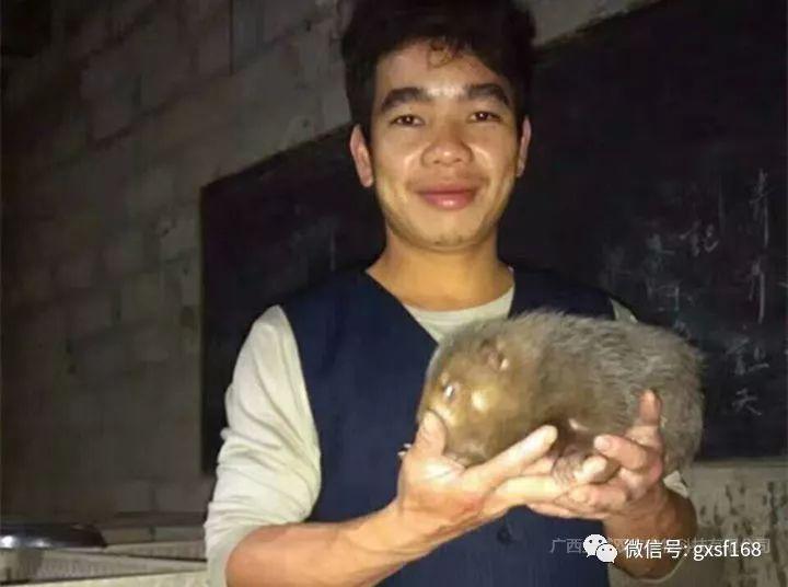 致富经养殖竹鼠致富的_养殖竹鼠赚钱吗_养殖竹鼠的前景如何