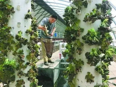 这种“混搭”大棚，既能养鱼又可种菜，节水又增收，了解一下！