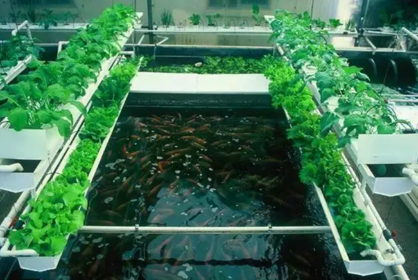 大棚养鱼的好处_致富经大棚里种菜养鱼_蔬菜大棚养鱼