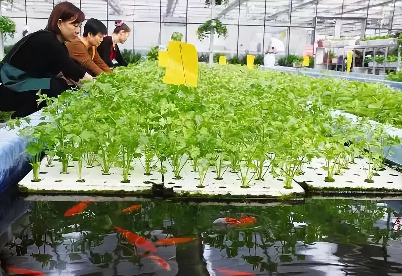 大棚养鱼的好处_蔬菜大棚养鱼_致富经大棚里种菜养鱼