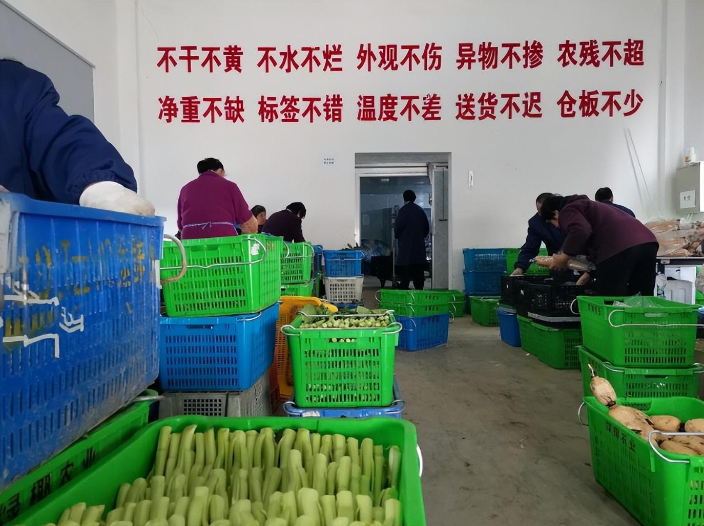 蔬菜大棚养鱼_大棚养鱼的好处_致富经大棚里种菜养鱼