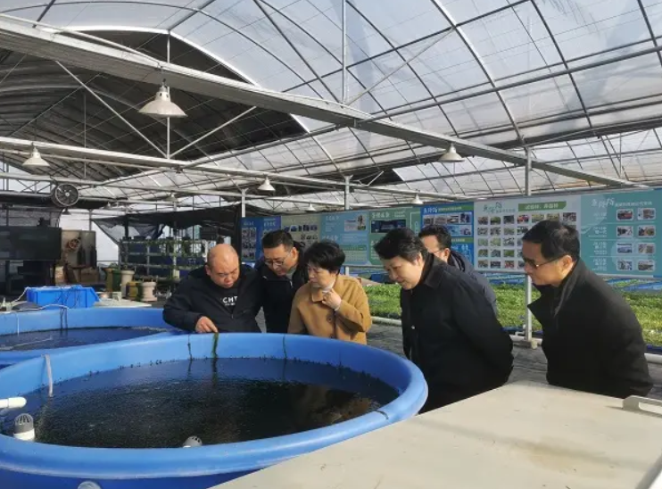 蔬菜大棚养鱼_大棚养鱼的好处_致富经大棚里种菜养鱼