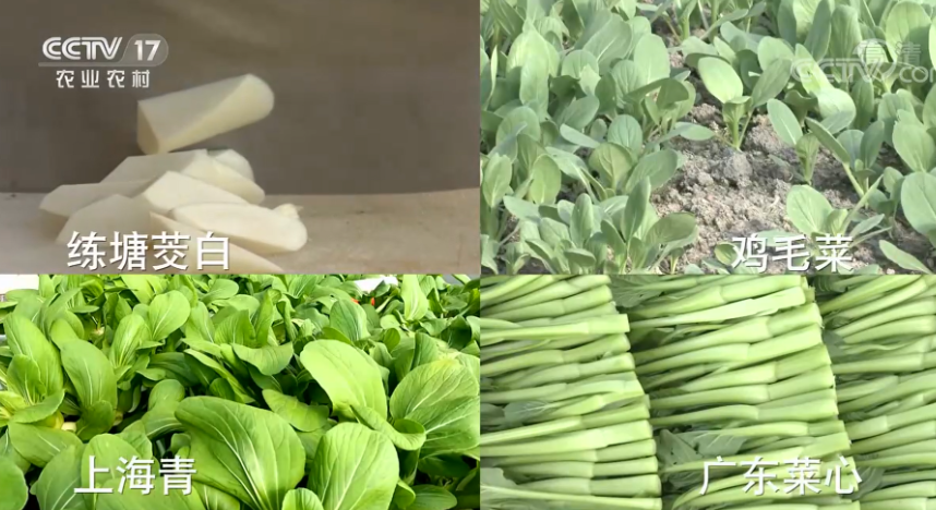 蔬菜大棚养鱼_致富经大棚里种菜养鱼_大棚养鱼的好处