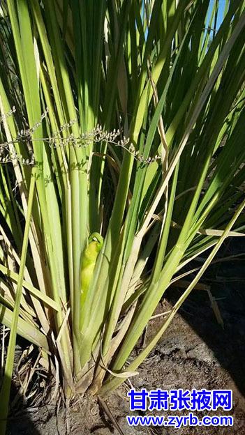 茭白北方适合种植吗_北方种植茭白技术要求_茭白北方种植技术