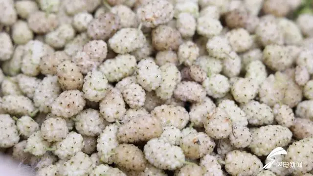 如何种植平菇_平菇种植利润_夏津县种植平菇致富新闻