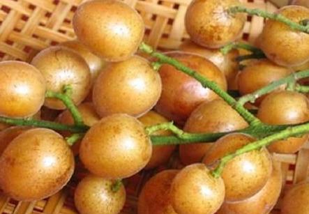 黄皮果怎么种植技术_怎样种植黄皮果树_黄皮果树种植技术视频