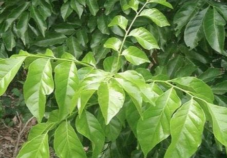 黄皮果怎么种植技术_黄皮果树种植技术视频_怎样种植黄皮果树