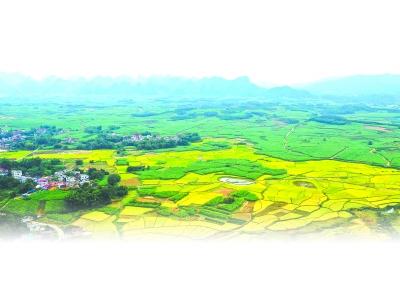 核桃树变“摇钱树”绿水青山变金山银山……这些广西人这样富起来的
