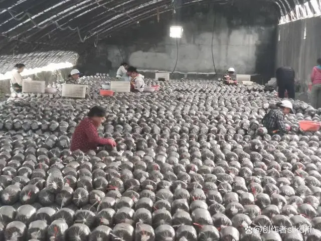 平菇的种植方法_夏津县种植平菇致富新闻_平菇种植利润