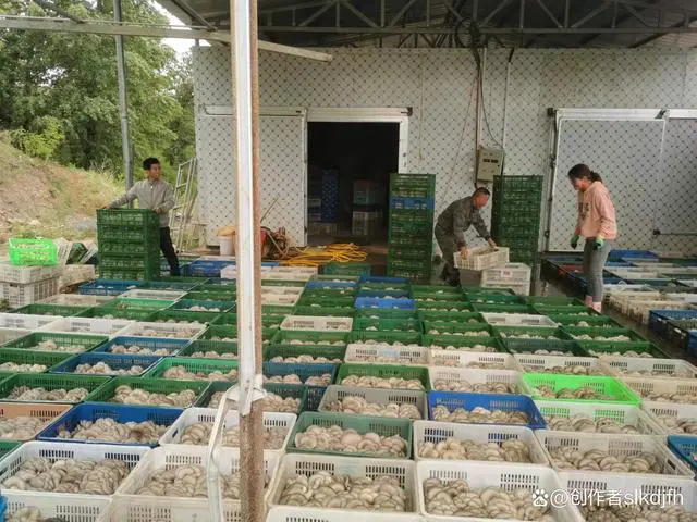 平菇的种植方法_平菇种植利润_夏津县种植平菇致富新闻