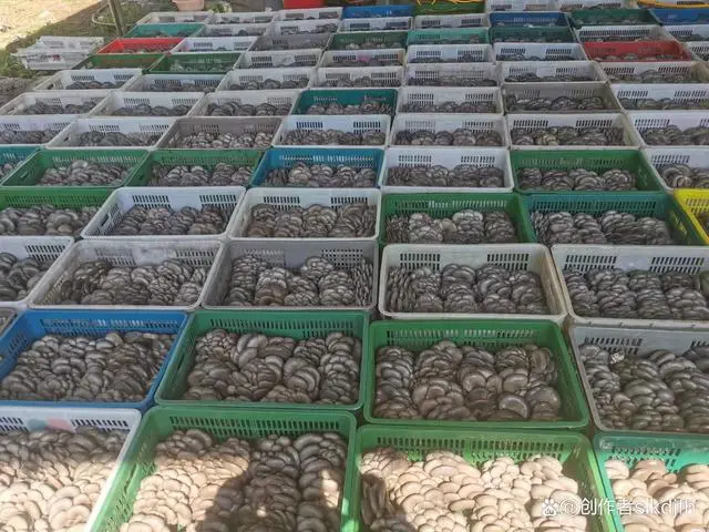 夏津县种植平菇致富新闻_平菇的种植方法_平菇种植利润