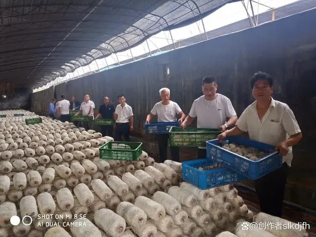 夏津县种植平菇致富新闻_平菇种植利润_平菇的种植方法