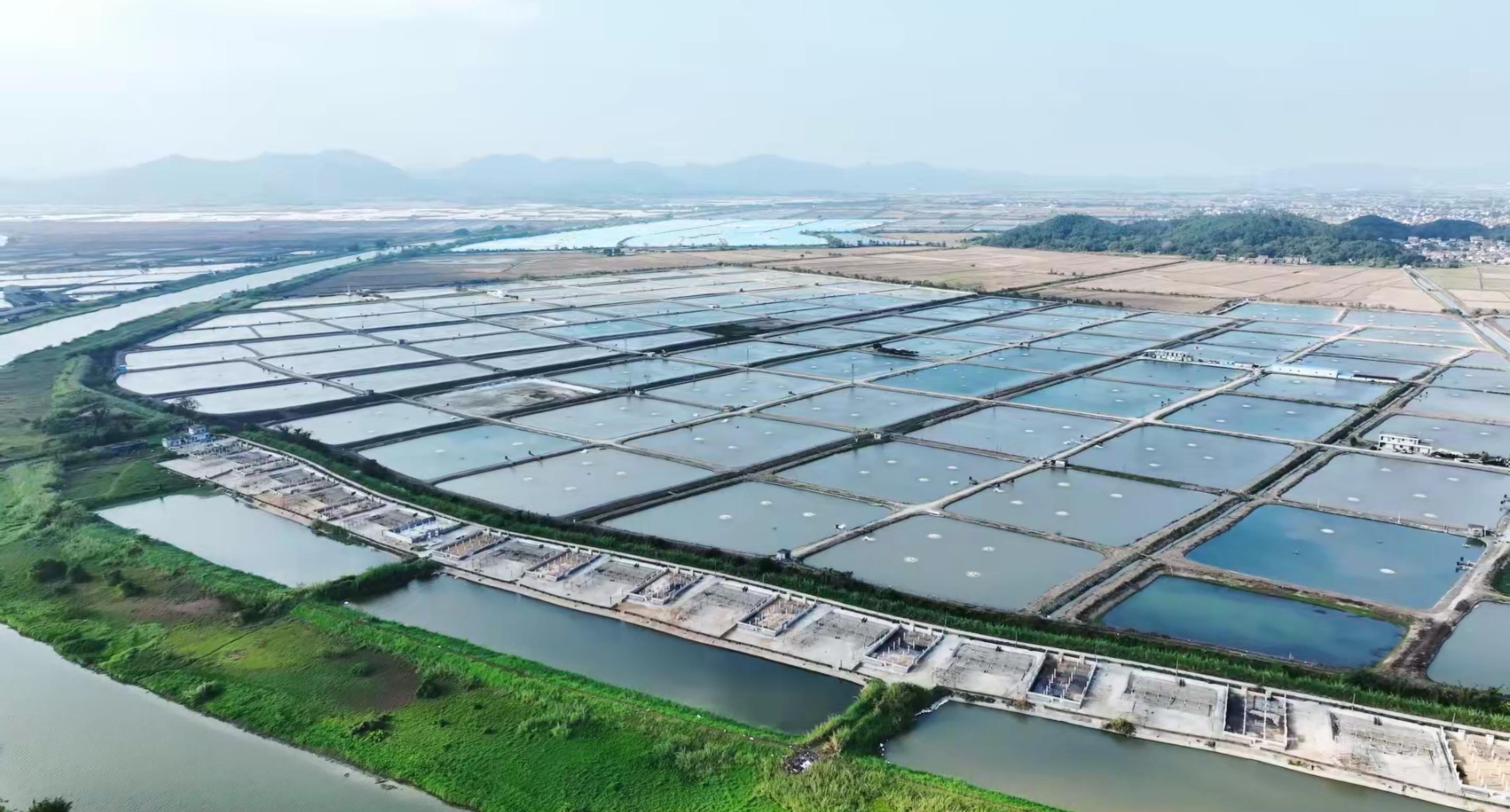 叉尾鱼养殖视频_叉尾鮰鱼养殖技术视频_叉尾鮰鱼养殖技术咨询