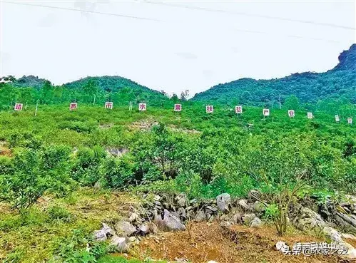 广西靖西：石头缝里挂“金果”吐“银丝”