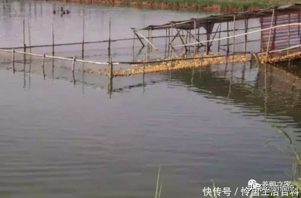 鱼塘养殖鱼鸭混养技术_鸭养殖鱼塘鱼混养技术视频教程_鱼鸭混养每亩可以赚多少