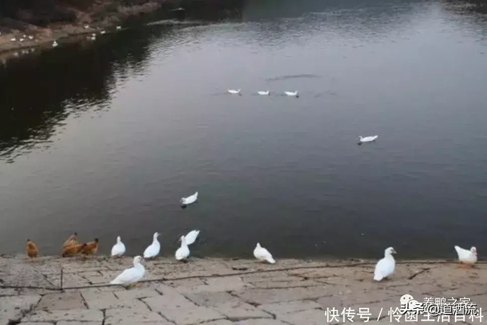 鱼鸭混养每亩可以赚多少_鱼塘养殖鱼鸭混养技术_鸭养殖鱼塘鱼混养技术视频教程
