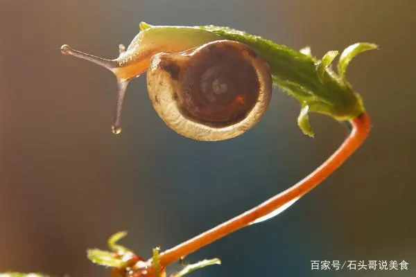 养殖窝牛前景怎么样_涡牛养殖技术_养涡牛赚钱吗