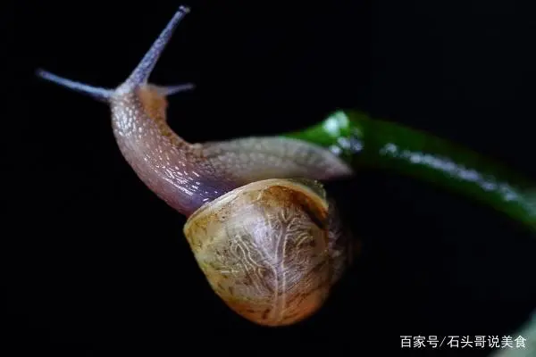 养殖窝牛前景怎么样_涡牛养殖技术_养涡牛赚钱吗