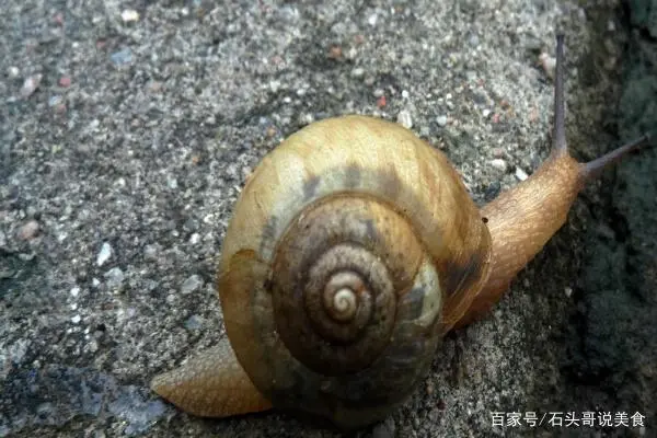 养殖窝牛前景怎么样_涡牛养殖技术_养涡牛赚钱吗