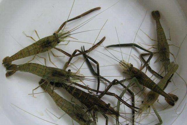 致富经青虾养殖技术_青虾养殖技术详解_青虾养殖视频养殖技术