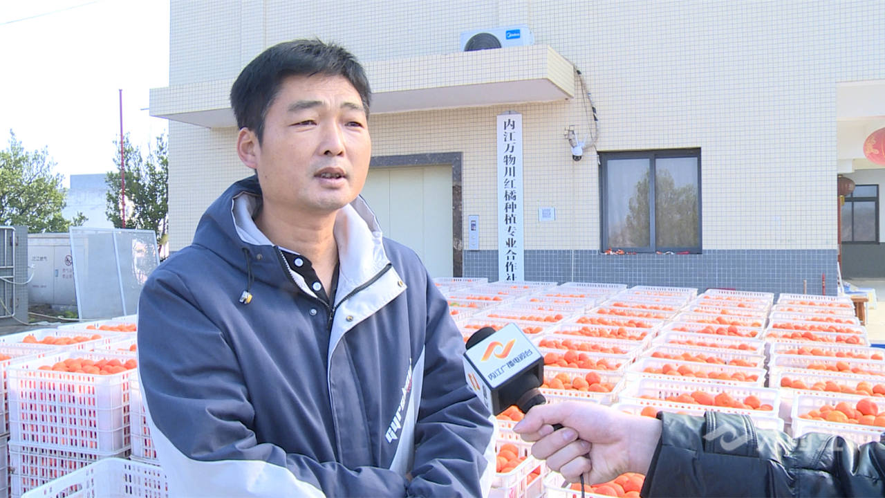 拼经济搞建设 | 年产值近百万元！返乡深耕川红橘，内江返乡农民工带动村民齐致富！