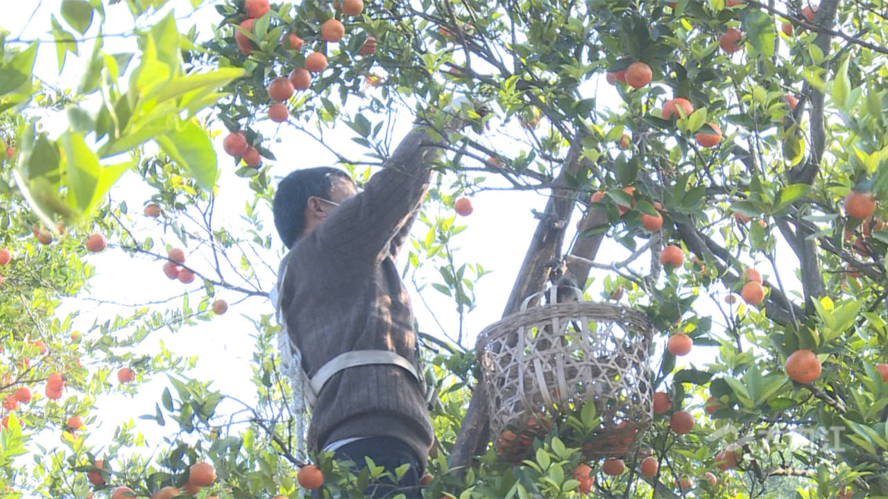 致富种植农民工故事心得体会_致富种植农民工故事简短_农民工种植致富的故事