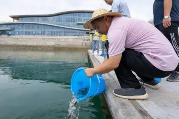 芦鱼苗怎么养_芦鱼的养殖技术_芦鱼养殖技术