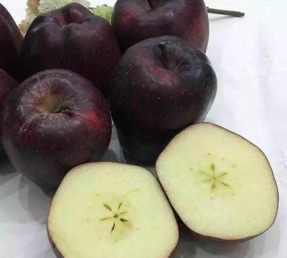 黑色养殖致富视频_致富经cctv7视频养黑豚_致富经养殖黑鱼视频