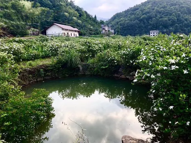 湖北宜昌：长阳土家族“金福红栀”致富路上的“宝贝”