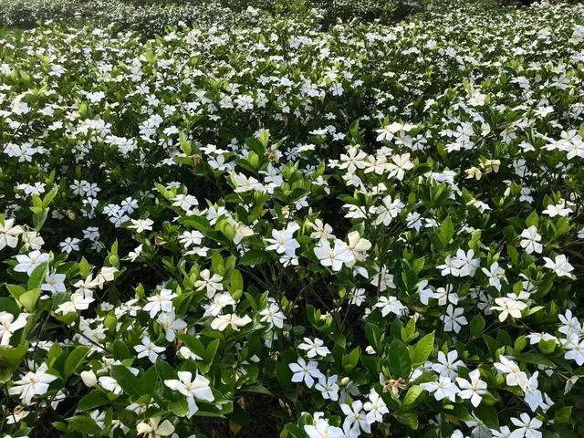湖北 种植 睡莲致富_致富湖北种植睡莲视频_睡莲种植技术