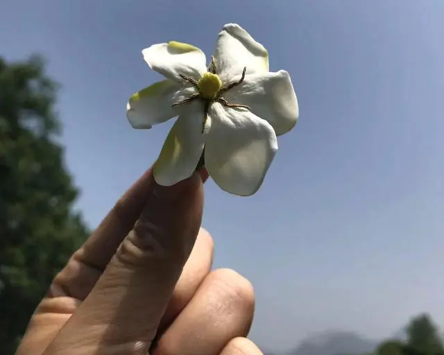 睡莲种植技术_湖北 种植 睡莲致富_致富湖北种植睡莲视频