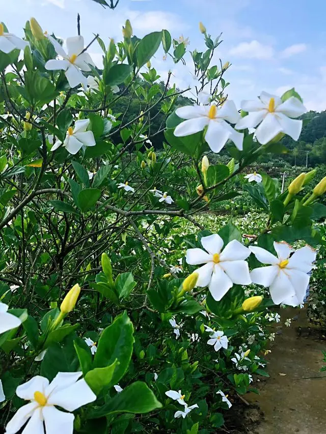 睡莲种植技术_湖北 种植 睡莲致富_致富湖北种植睡莲视频