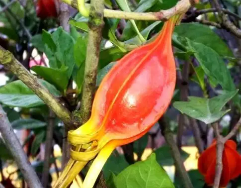 湖北 种植 睡莲致富_睡莲种植技术_致富湖北种植睡莲视频