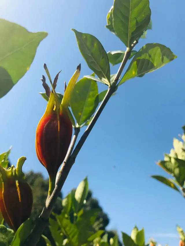 睡莲种植技术_湖北 种植 睡莲致富_致富湖北种植睡莲视频